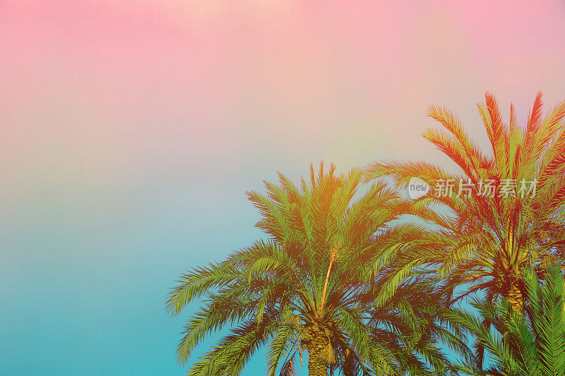 棕榈树在色调紫色蓝色粉红色的天空背景与金色的太阳耀斑。复制空间的文本。热带植物。海滨海滩度假。现代时髦的风格
