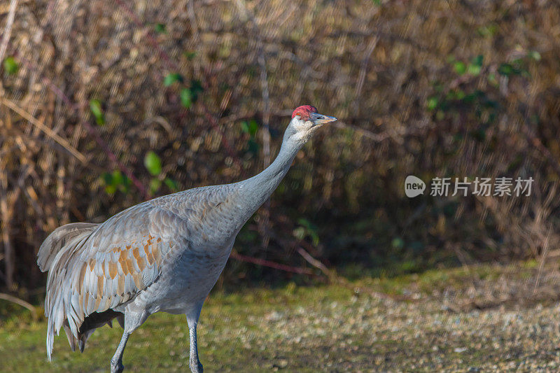 沙丘鹤