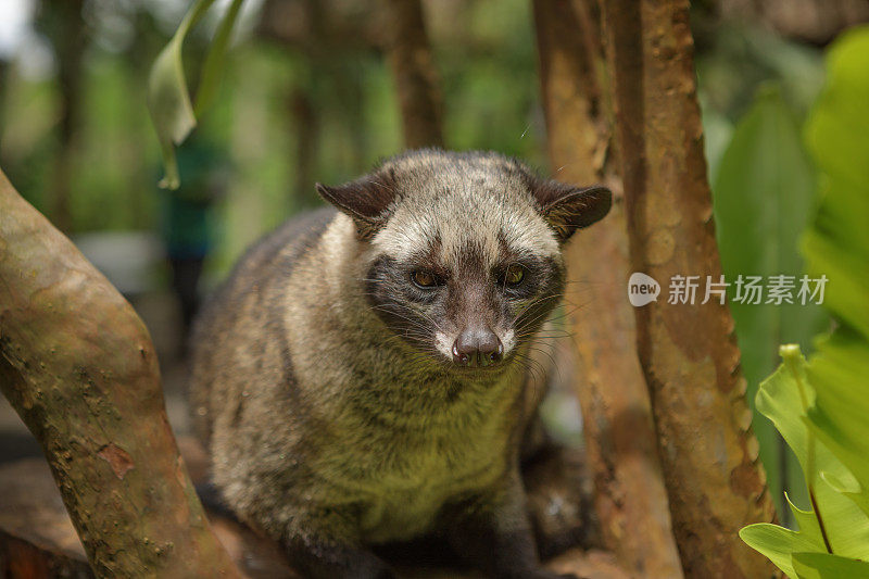 麝香猫，印度尼西亚巴厘岛