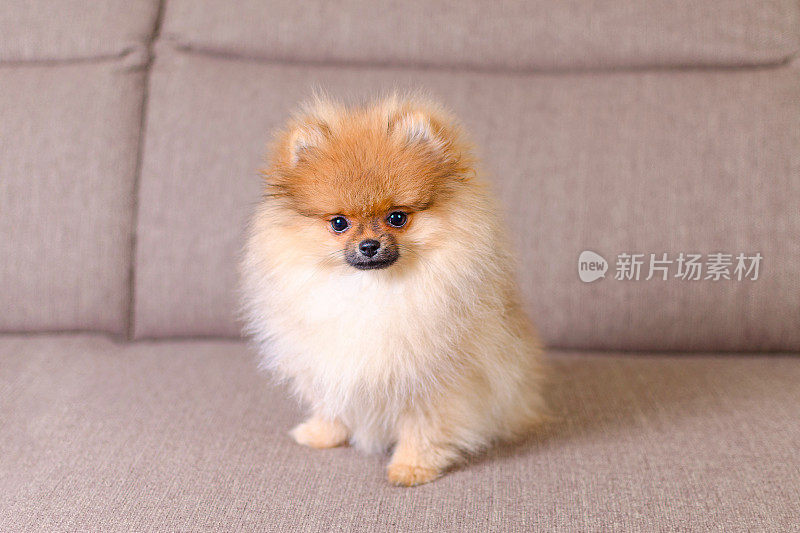 可爱的毛茸茸的博美犬坐在沙发上