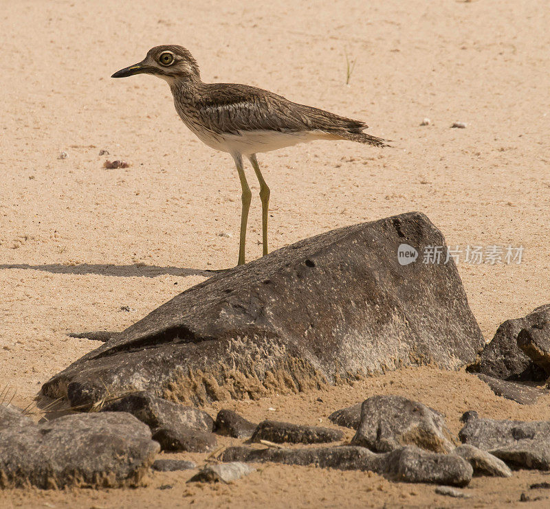 水Thick-Knee