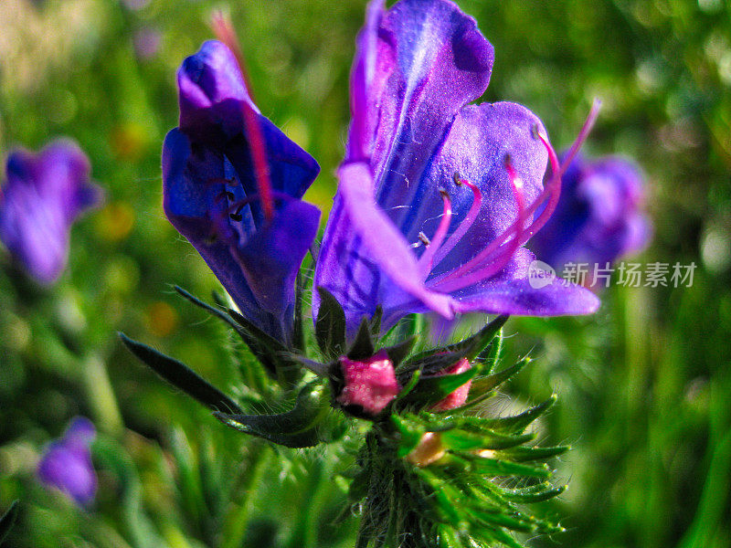 伊比利亚紫罗兰花-车前草
