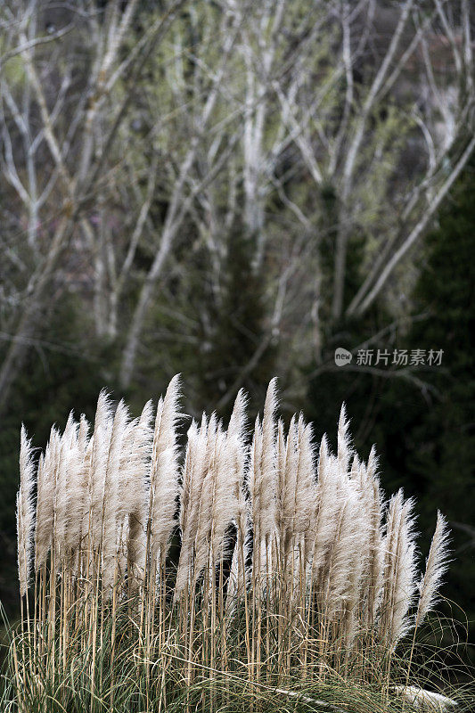 潘帕斯植物在森林前面