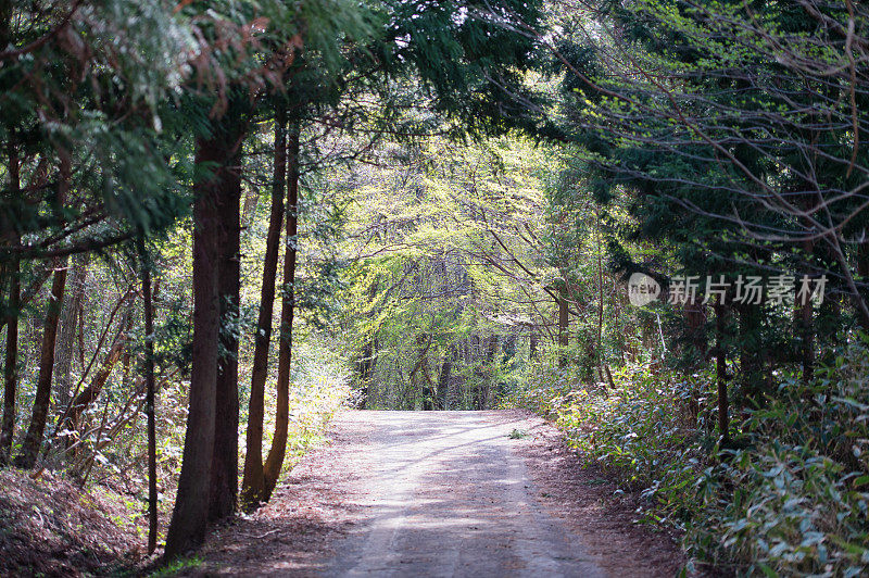 春天森林道路