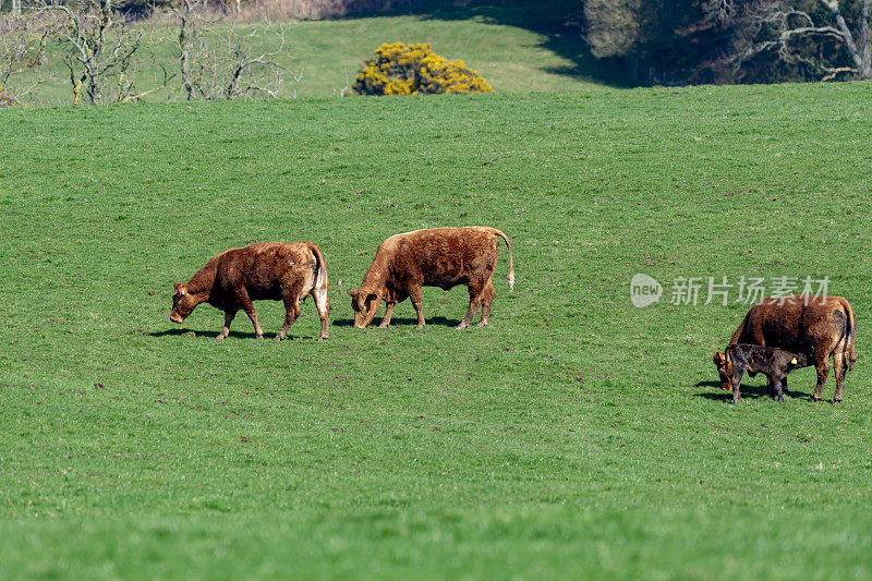 苏格兰西南部的邓弗里斯和加洛韦，一小群肉牛站在田野里