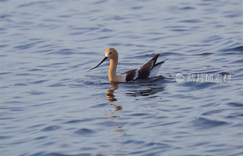 美国Avocet