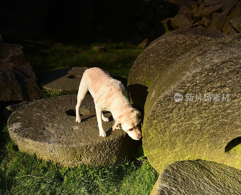 峰区拉布拉多寻回犬