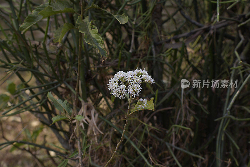 卢旺达之花-非洲