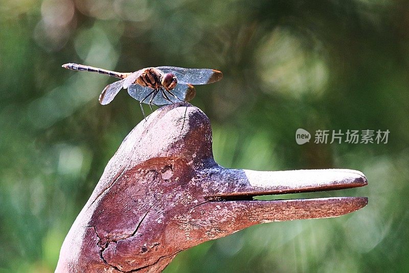 蜻蜓梦想着变成一只鸟