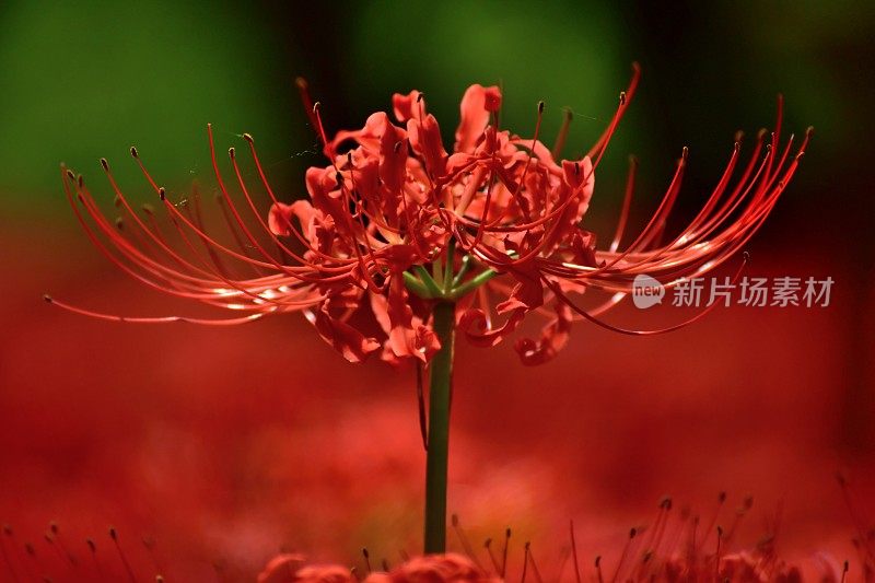 蜘蛛百合花，日高市，日本