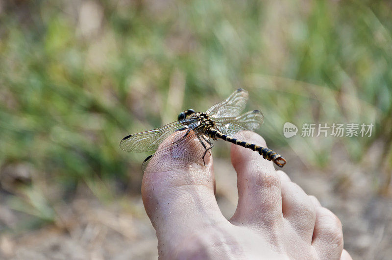 完美的放松——蜻蜓停在人的脚上