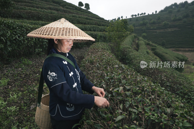 采茶人，杨硕，中国