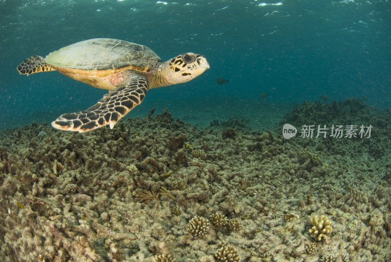 海龟游过退化的礁石