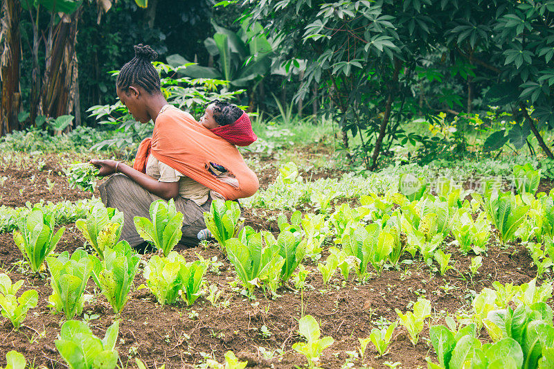 在埃塞俄比亚的一个果园里采摘莴苣的埃塞俄比亚农民