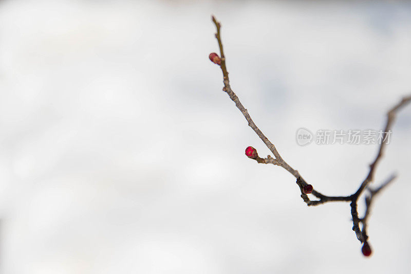 芽和雪