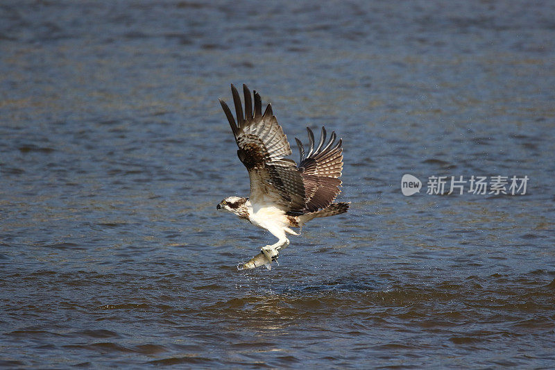 VH510狩猎鱼鹰(鸟)