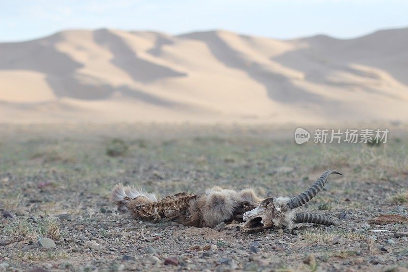 蒙古戈壁沙漠中的山羊尸体