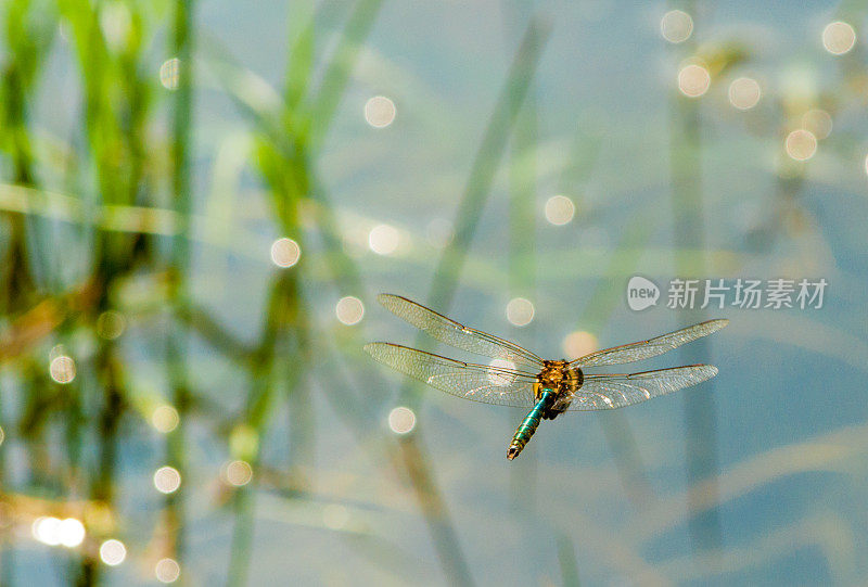 蜻蜓在池塘上空巡逻