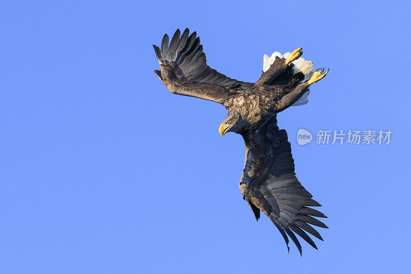 在挪威北部上空觅食的白尾鹰或海鹰