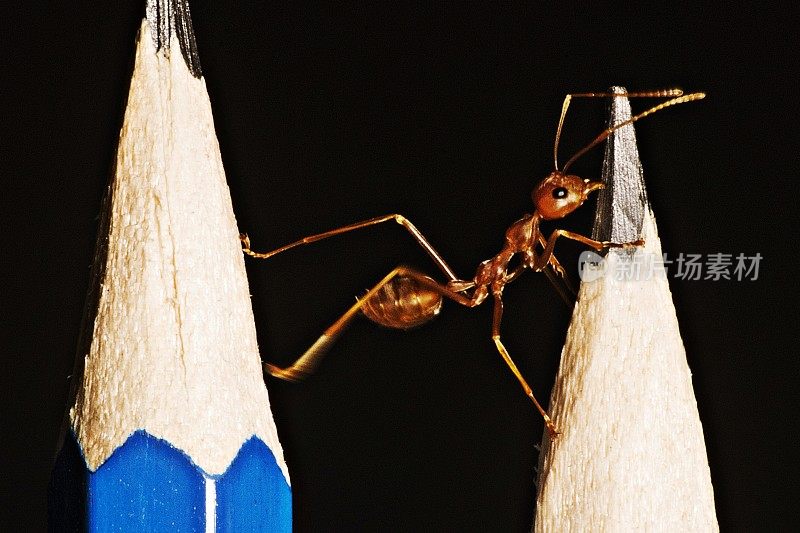 闭上蚂蚁爬铅笔。