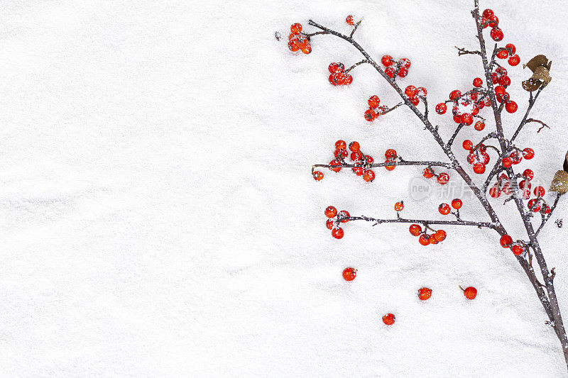 圣诞冬青枝和红莓