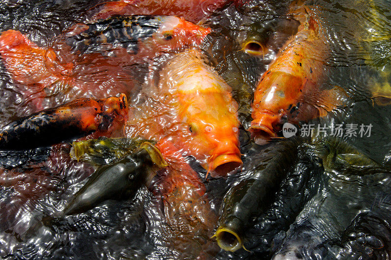 喂食锦鲤鲤鱼