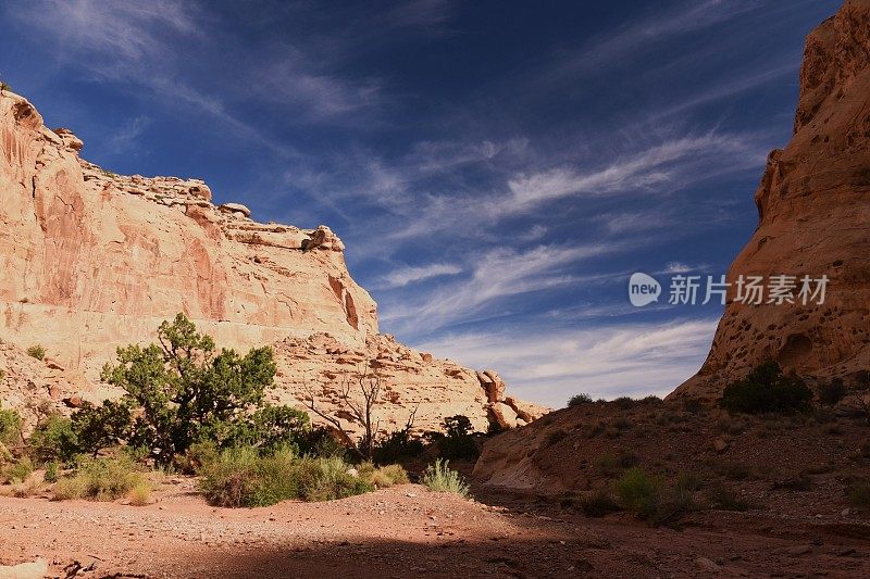 犹他州的小野马和贝尔峡谷