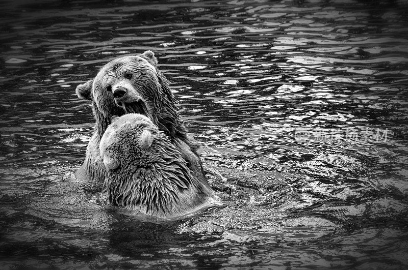 棕熊在水里打架