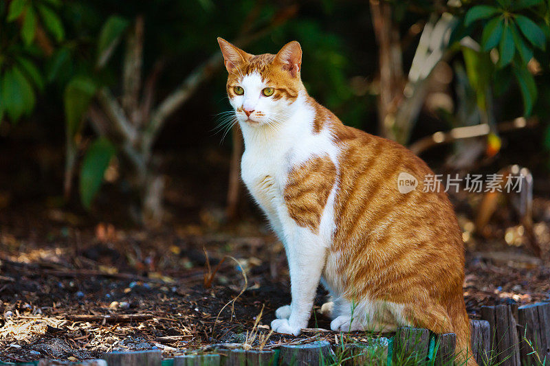 美丽的雄性姜猫的肖像