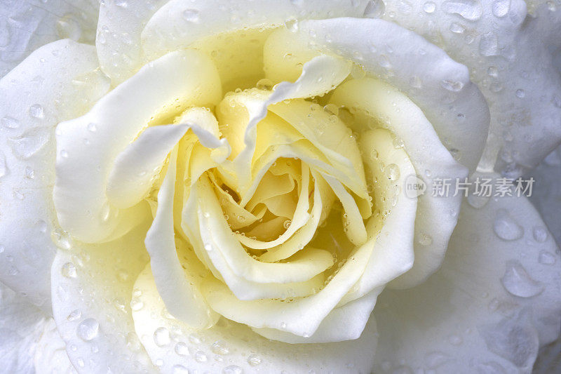 雨后的白玫瑰