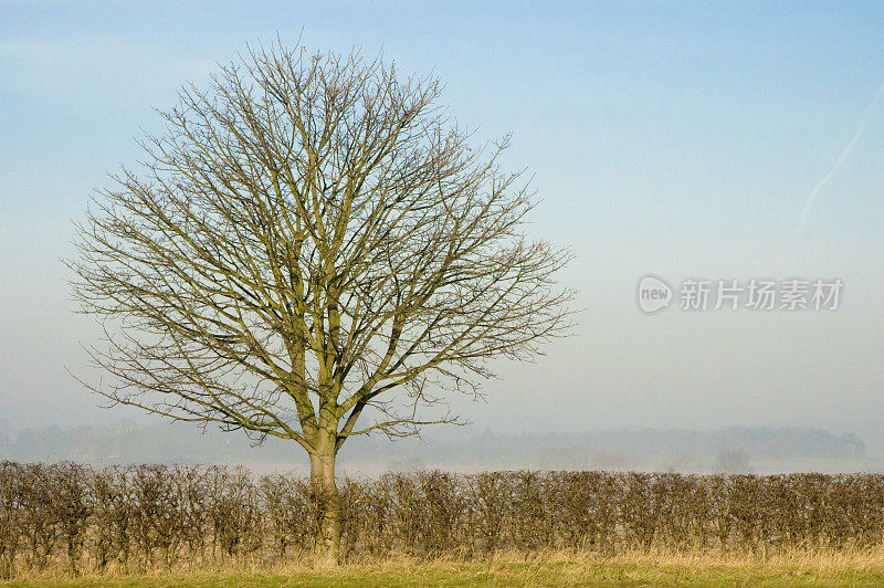 在英国东约克郡，雾气蒙蒙的冬天，光秃秃的树枝和树篱。