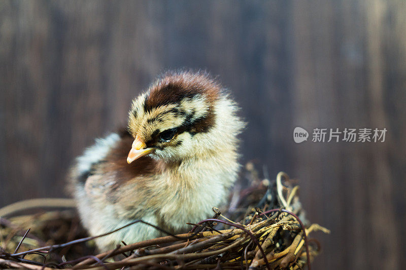 美丽的鸡宝宝