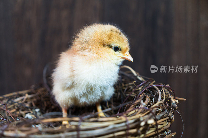 美丽的鸡宝宝