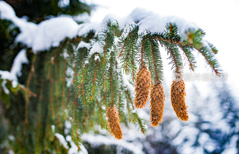 雪中的冷杉枝