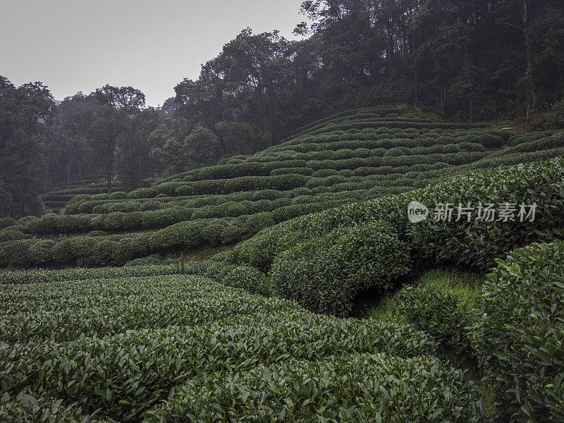 杭州附近的绿茶农场