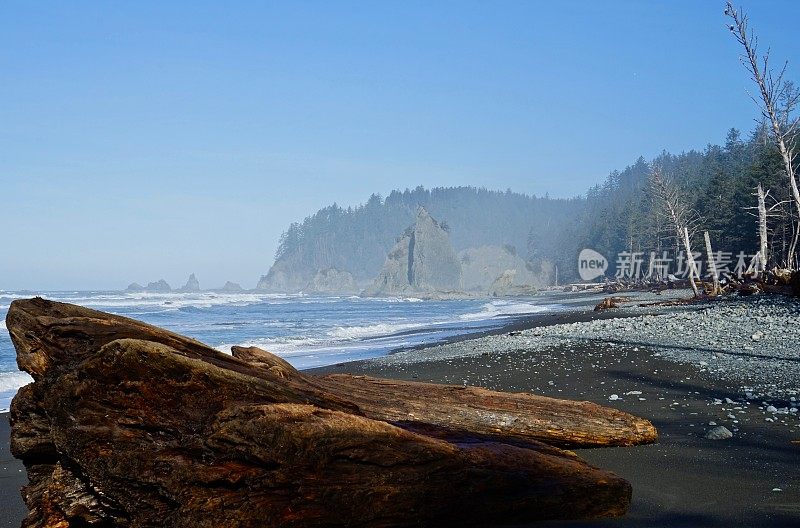 里亚托海滩两只老鹰