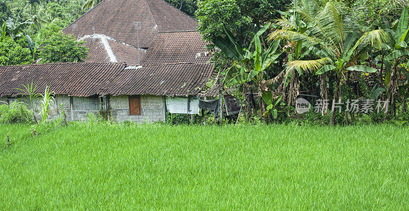 农场与绿色稻田，巴厘岛，印度尼西亚