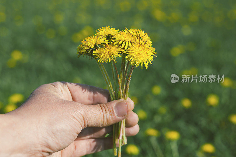 一束新鲜的盛开的蒲公英在人的手