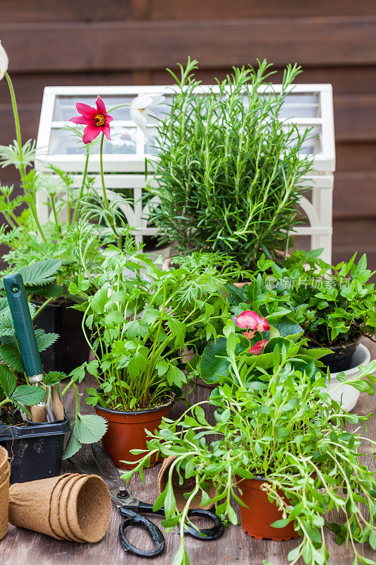 植物和花盆的变异与园艺工具