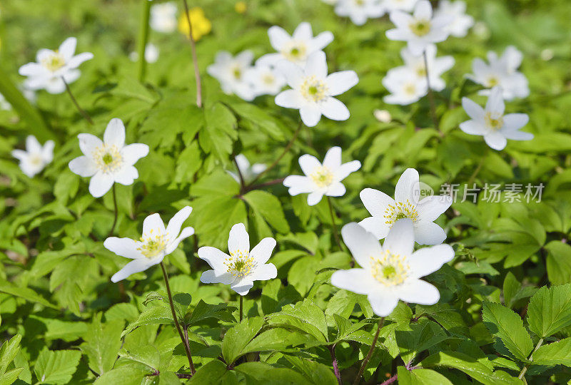 森林里的野花-白色银莲花的特写(银莲花)