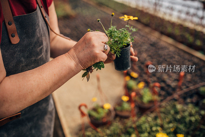 温室盆栽植物