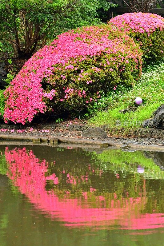 池塘上杜鹃花的对称倒影