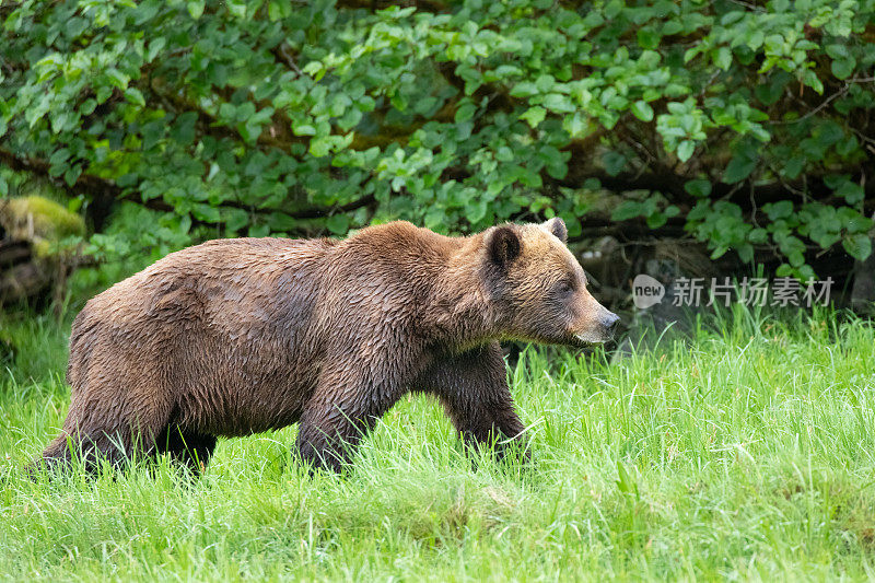 在加拿大大熊雨林中行走的灰熊