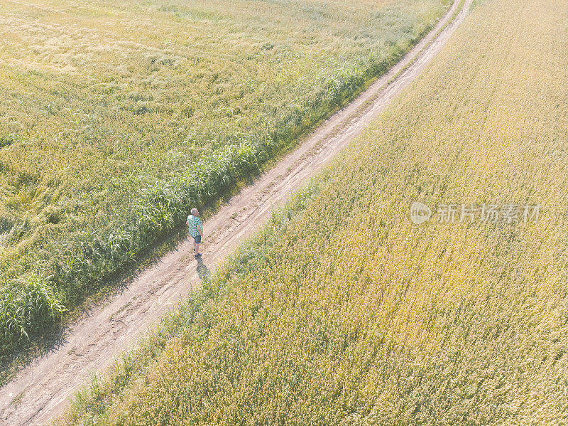 初夏，成年的农民走在泥泞的路上，穿过他丰富的金黄色的小麦农田。鸟瞰图。