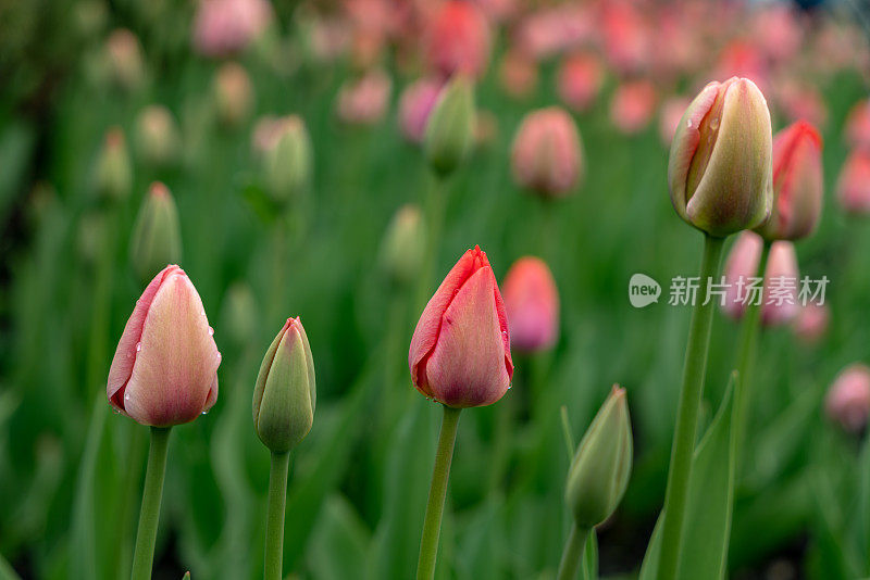 加拿大郁金香节在专员公园，渥太华，加拿大