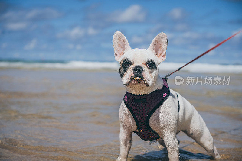 可爱的肖像法国斗牛犬在海滩，英国