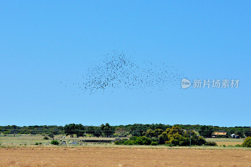 巨大的鸟群在蓝天上飞翔
