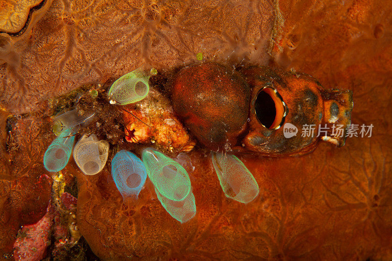 热带水族馆，热带水域海葵大近距离触须