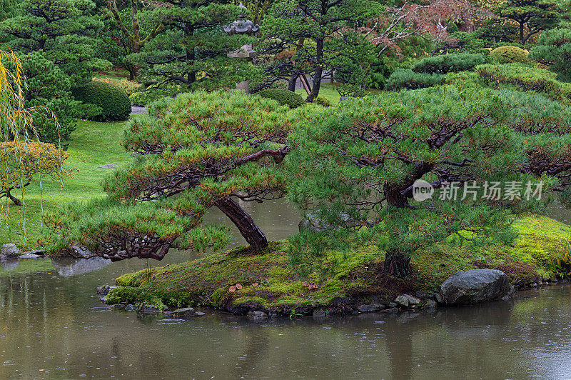 秋雨松林