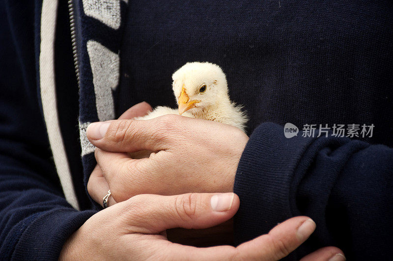 婴儿鸡